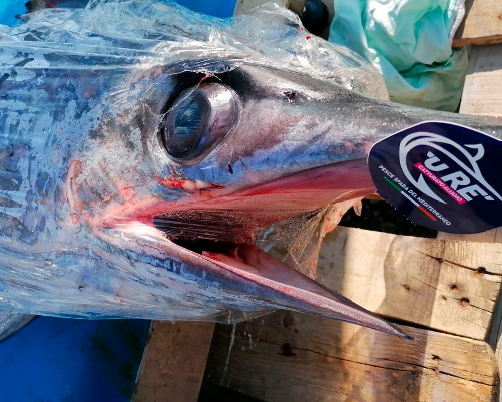 Testa di pesce spada confezionata con cartellino 'U Rè pronta per la lavorazione