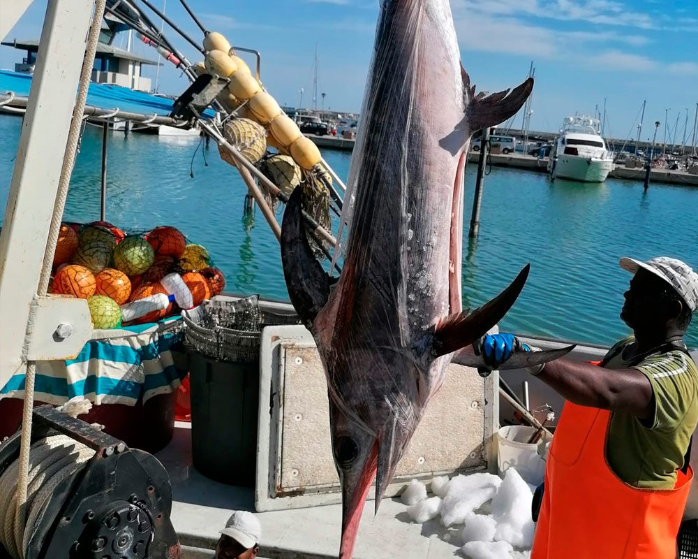 Pesce spada issato a bordo del peschereccio all'arrivo in porto